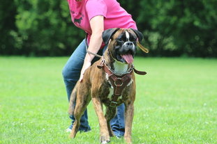 Xabiere von Bachbett | Boxer 