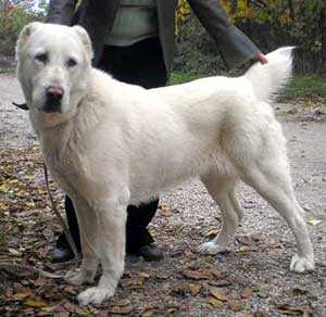 Chine-Chanor Bayaz-Bury | Central Asian Shepherd Dog 