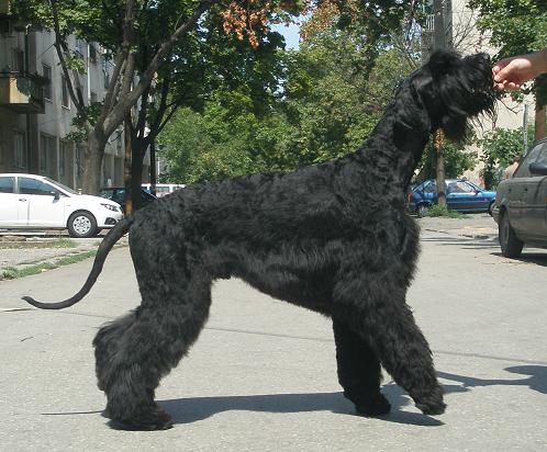 X-Ces De Pichera | Giant Schnauzer 