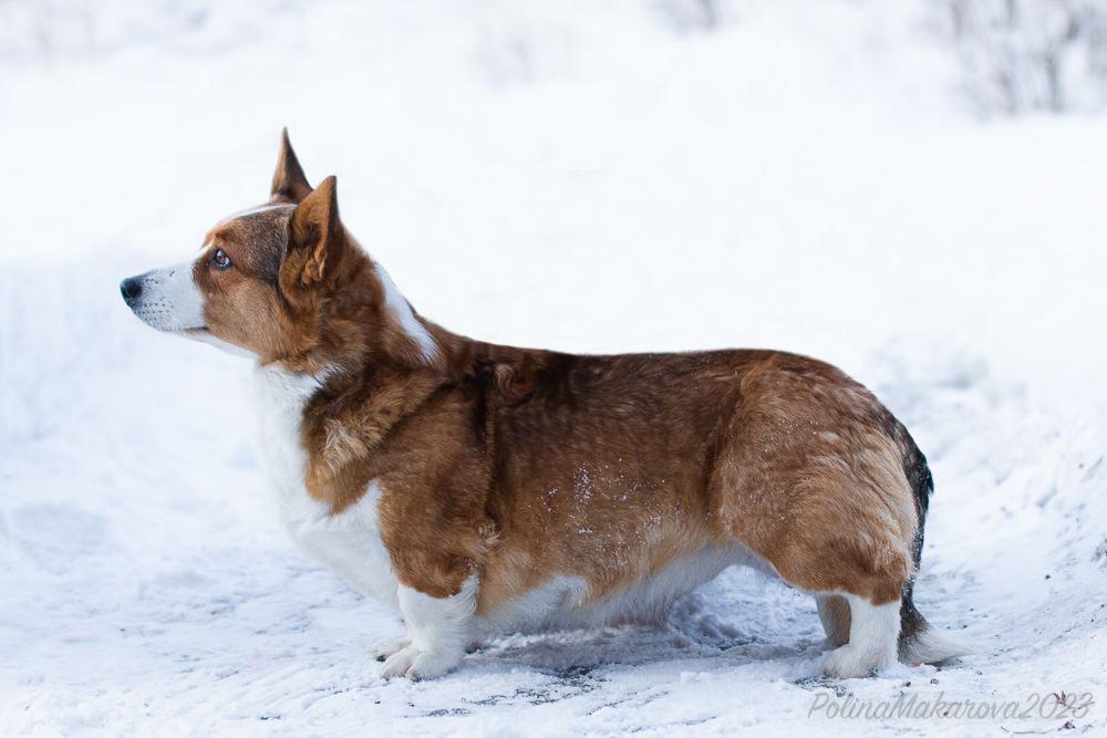 Solifert Virginia Red | Cardigan Welsh Corgi 