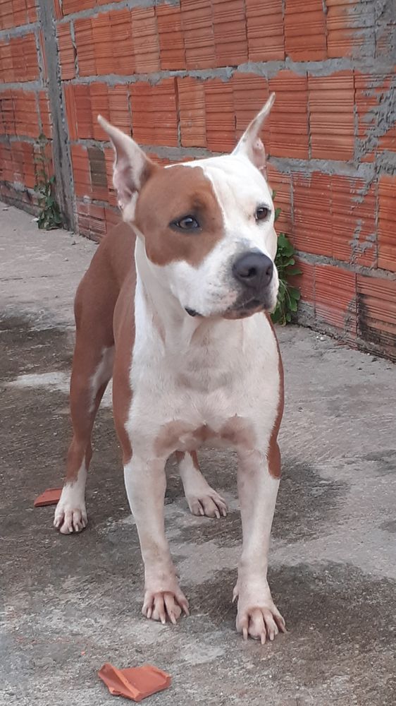 Callie CASP | American Staffordshire Terrier 