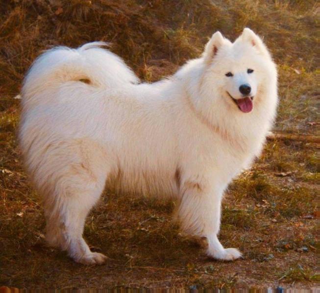 YETI OF TOMTOM The Glow Of The Snowy Star | Samoyed 