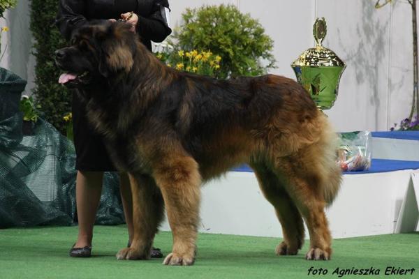 Padishakh iz Galkina Gnezda | Leonberger 