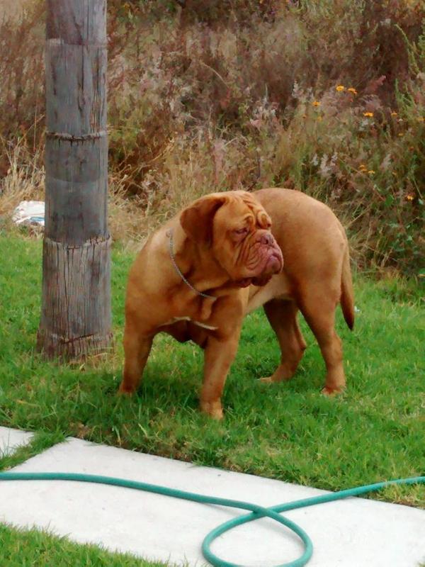 CHARLIZE ZORRILLA | Dogue de Bordeaux 