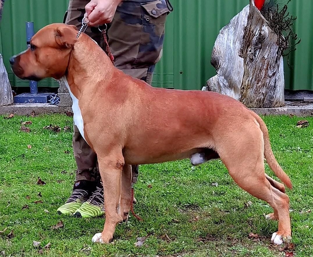 Hampsicora Decebal | American Staffordshire Terrier 