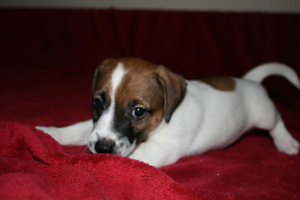 Athos (Romania) 2013 | Jack Russell Terrier 