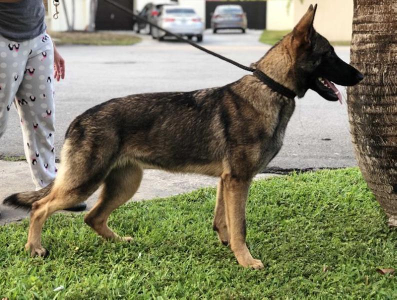 Katniss z Lomeckeho polesi | German Shepherd Dog 
