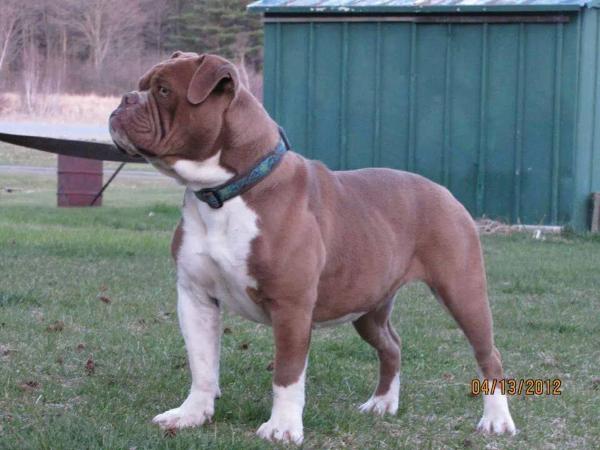 NLB's  Aero | Olde English Bulldogge 