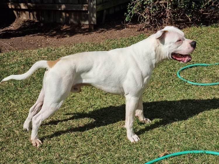 Flocki of Pedigree American Bulldogs Australia | American Bulldog 