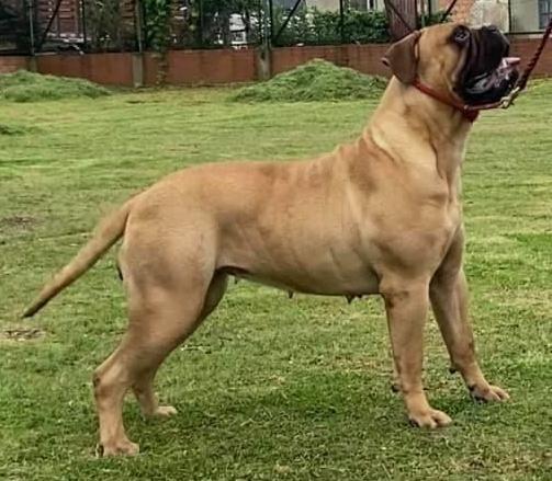 CABBERIN'S RAMONA | Bullmastiff 