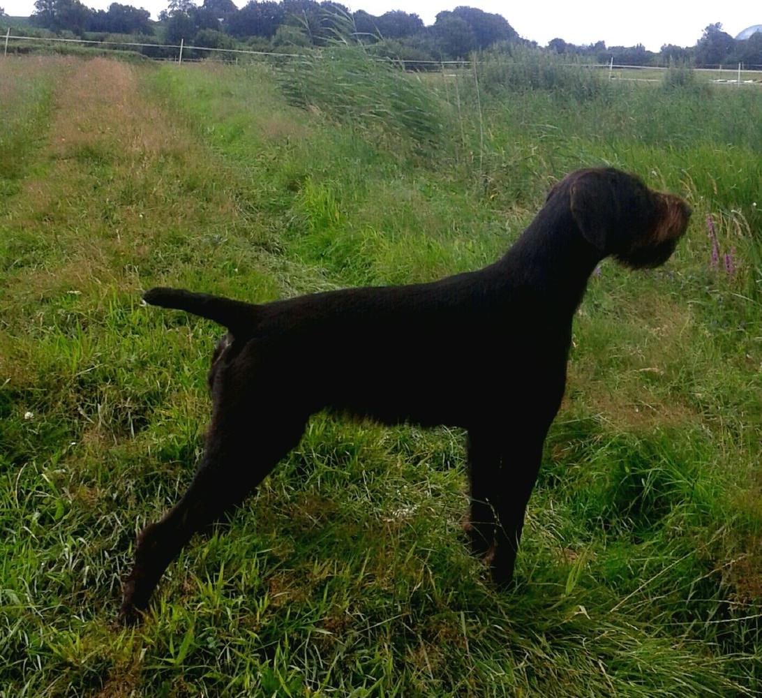 Milli vom Seensgraben | German Wirehaired Pointer 