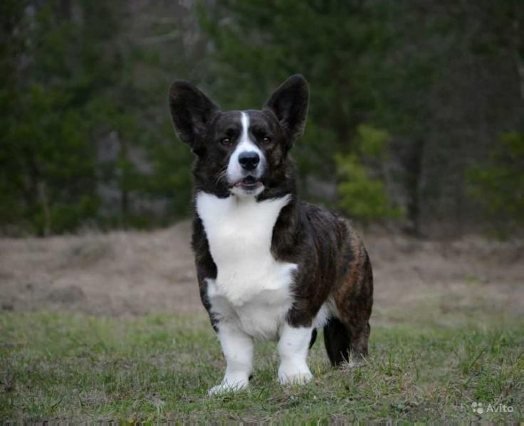 Sonet o Syne | Cardigan Welsh Corgi 