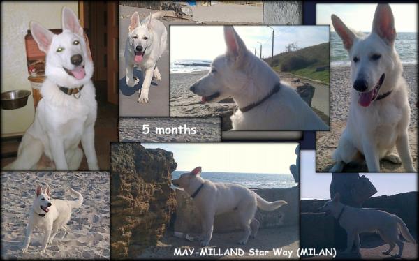 MAY-MILLAND Star Way Royal* (MILAN) | White Swiss Shepherd Dog 