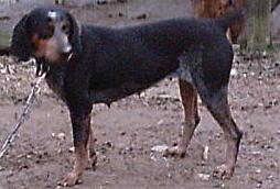 Adkins Blue Dog Maggie | Bluetick Coonhound 