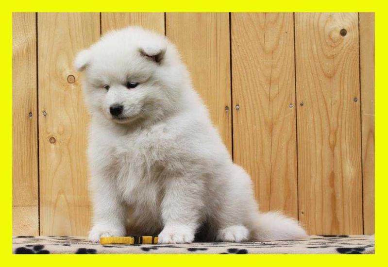 DESIREE PEYTON Gold warden | Samoyed 