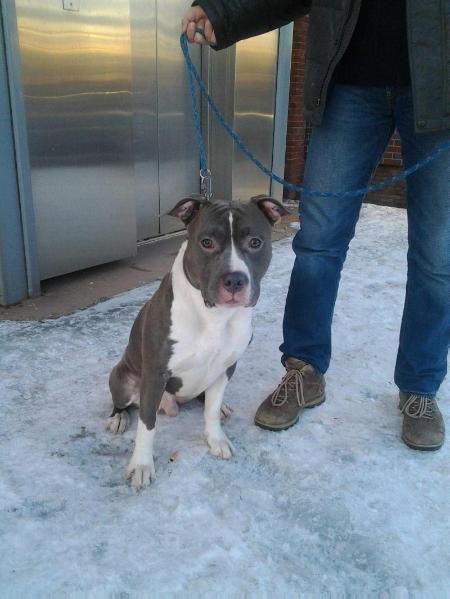 Sozvezdie Art Argument | American Staffordshire Terrier 