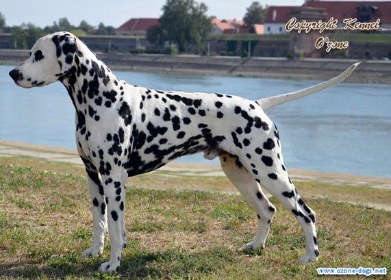 O'ZONE ILMARINEN | Dalmatian 