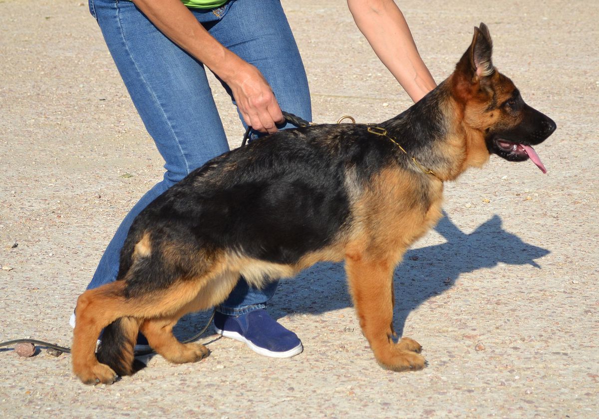 Zarina s Samogo Chjornogo Morja | German Shepherd Dog 