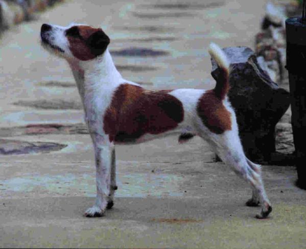 Hart Farms Bruno | Jack Russell Terrier 