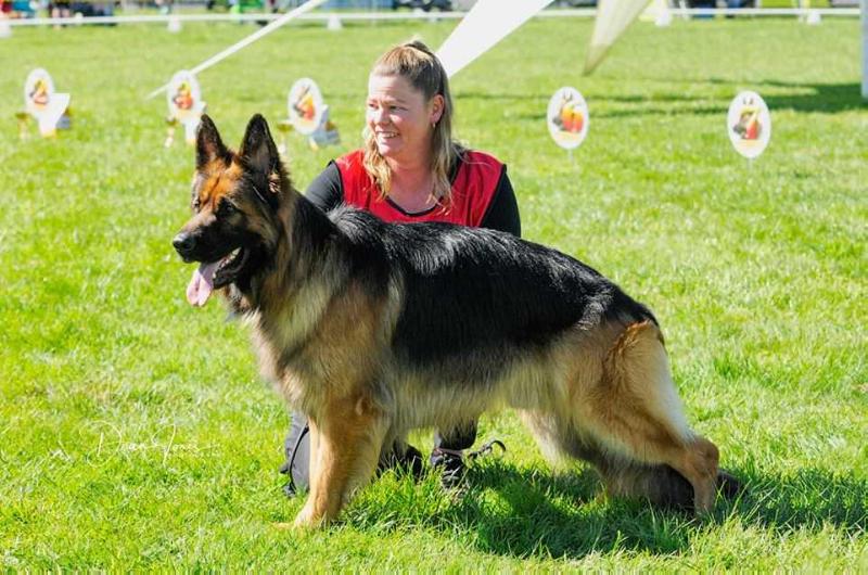 Toatahi Paint It Black | German Shepherd Dog 