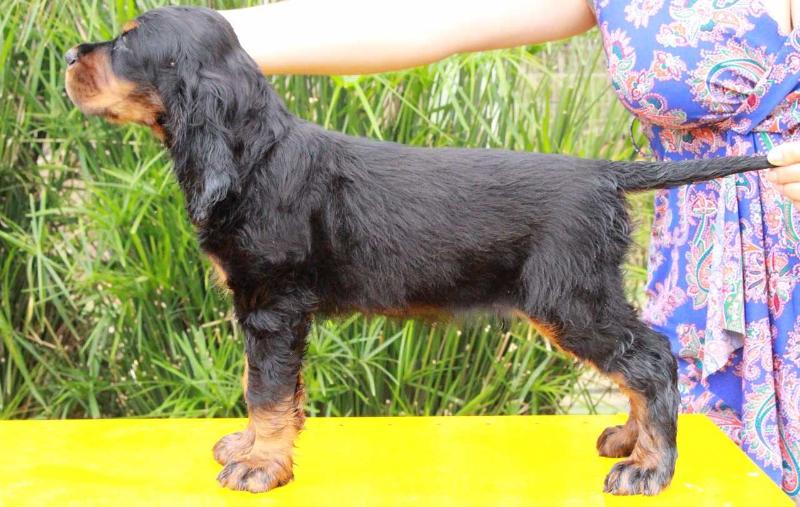 Triaccan Gordon Gavin | Gordon Setter 