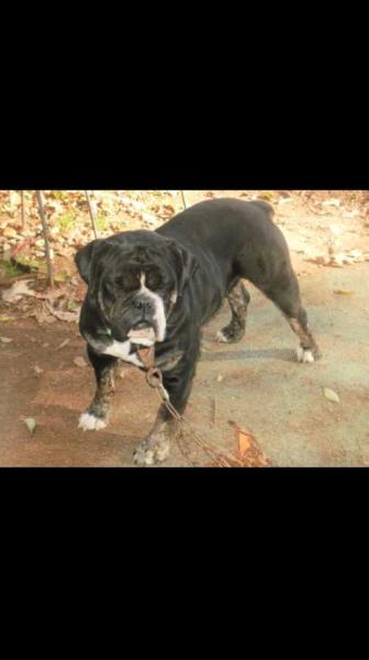 Midwest's James Dean | Olde English Bulldogge 