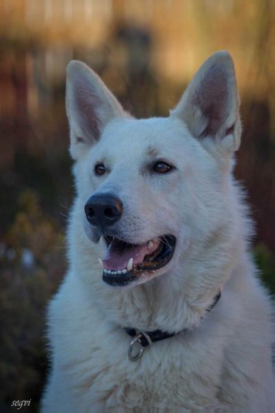 AMARONE GAJARDO GRAFOBRANCIO | White Swiss Shepherd Dog 