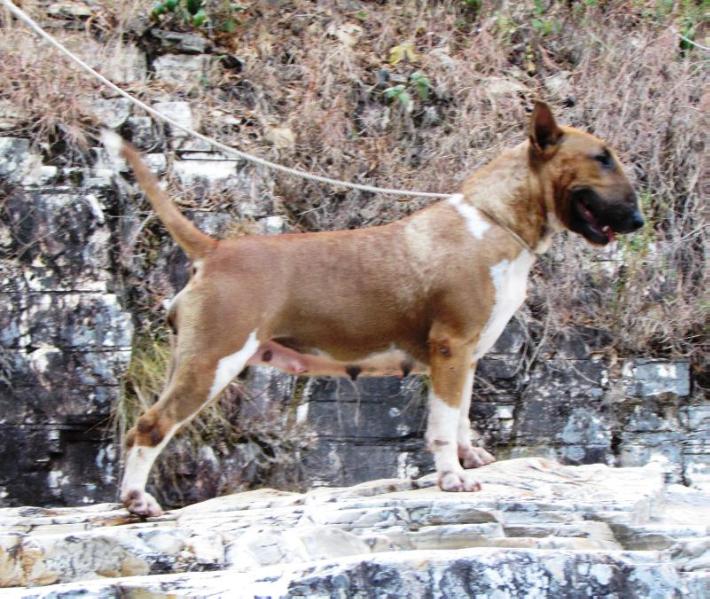 Cora Coralina kadesh Bravun Terrier | Bull Terrier 