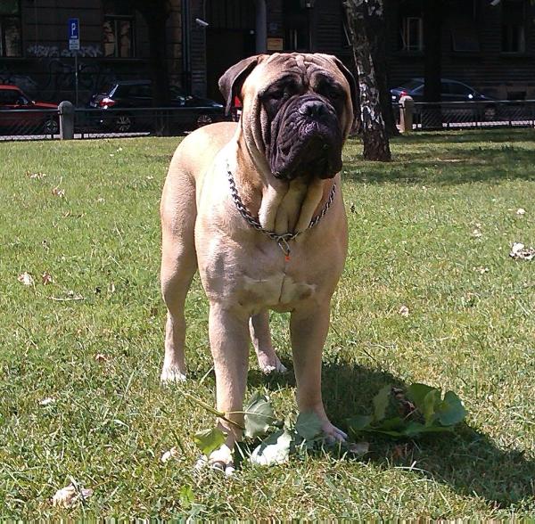 TOPBULL Iceberg | Bullmastiff 