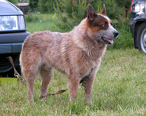 Valkovahdin Atreus | Australian Cattle Dog 