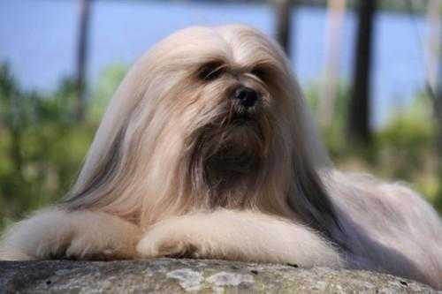 CHIC CHOIX SAIL THE SEVEN SEAS | Lhasa Apso 