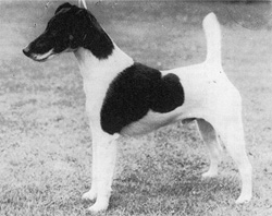 Boreham Blue Black | Smooth Fox Terrier 