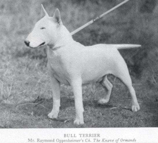 The Knave of Ormandy | Bull Terrier 