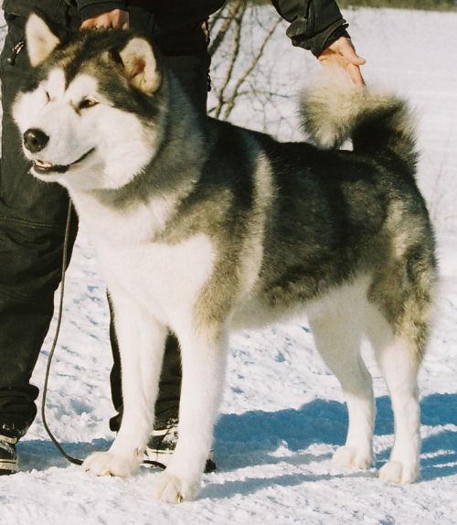 Lady of the Night Inditarod | Alaskan Malamute 