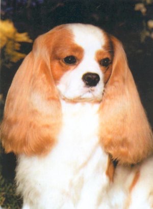 Elvenhome Elrohir | Cavalier King Charles Spaniel 