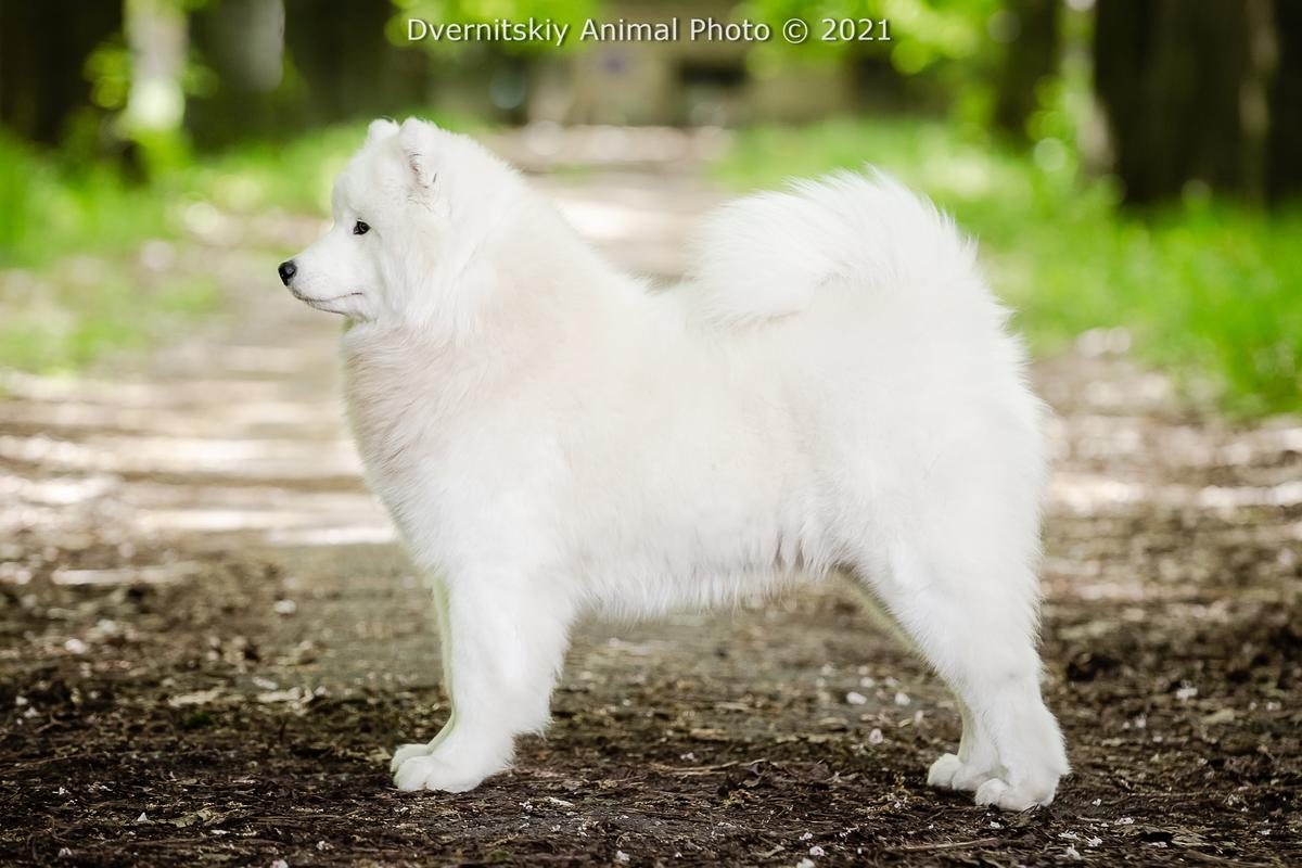 Honey Sokrovishcha Val'kirii | Samoyed 