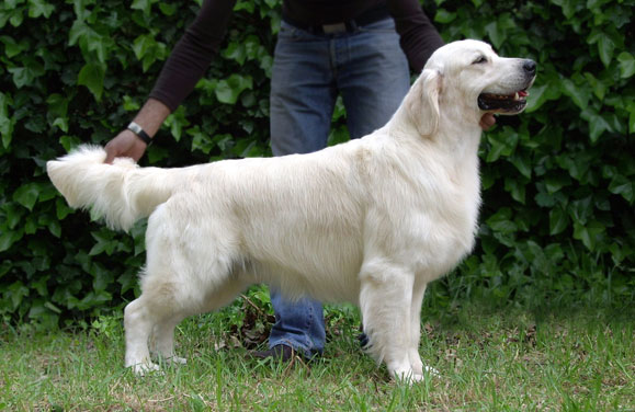 Zampanzar Step by Step | Golden Retriever 