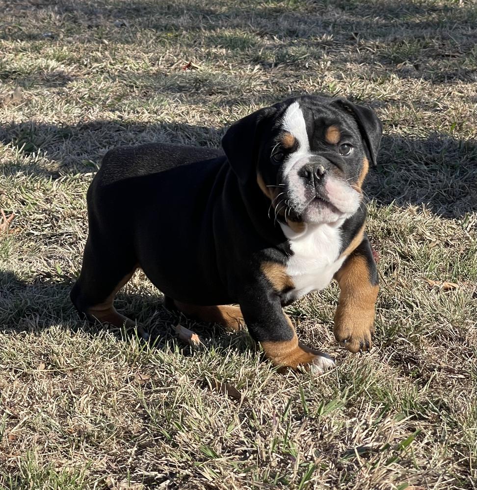 iBulldog’s Tonka Truck @ CJB’s | Olde English Bulldogge 