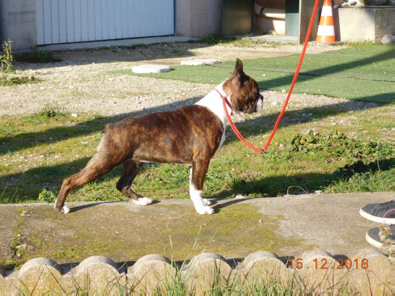 On fait le Show de L'Esprit du Chien | Boston Terrier 