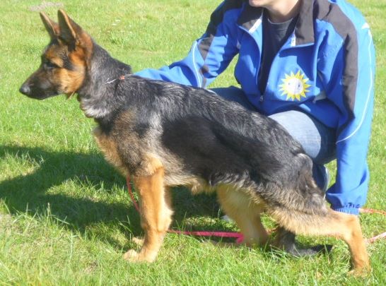 Ohcat vom Merkur-Stern | German Shepherd Dog 