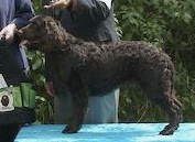 Fowl Play's Unsinkable Molly Brown | American Water Spaniel 