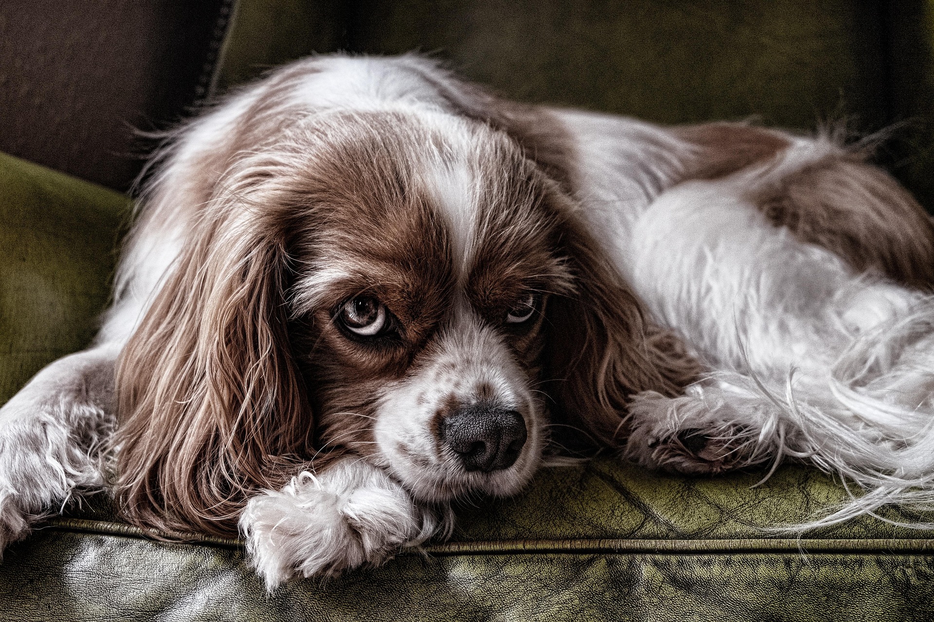 Cute dog glance