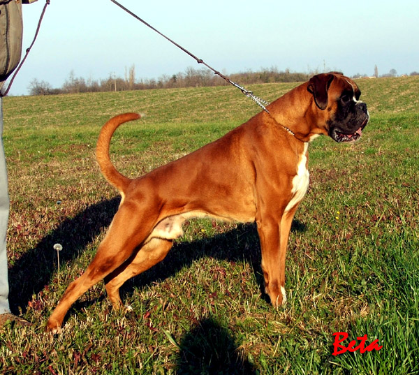 Ambassador | Boxer 