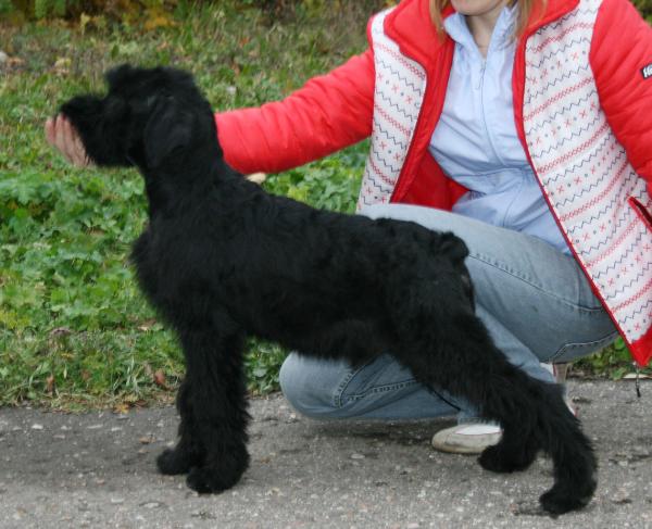 Pleskov's Bronko | Giant Schnauzer 