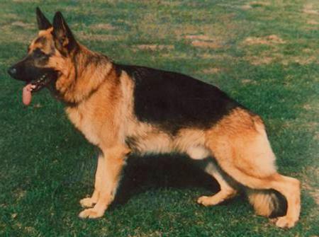 Don vom Lennefetal | German Shepherd Dog 