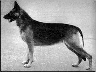 Petra von Colonia Agrippina | German Shepherd Dog 