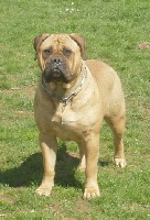 Trinity love du Mont De L'aigle | Bullmastiff 