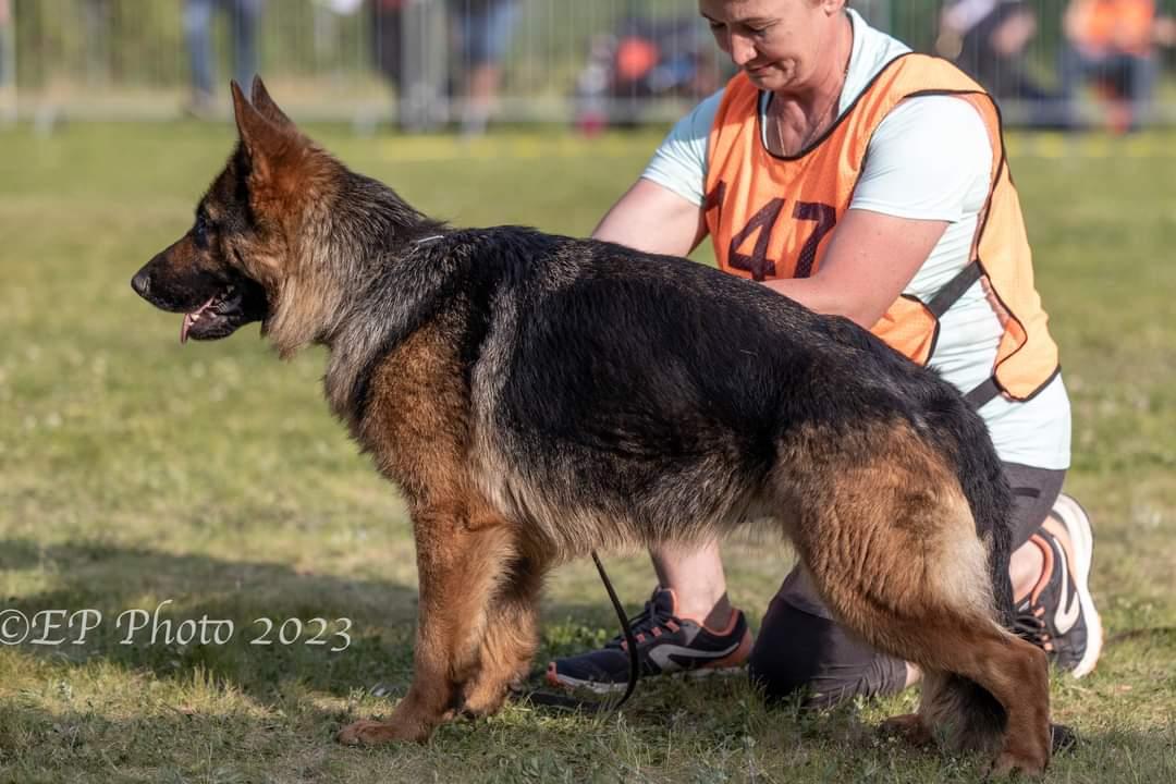 LARA z Kojca Holan | German Shepherd Dog 