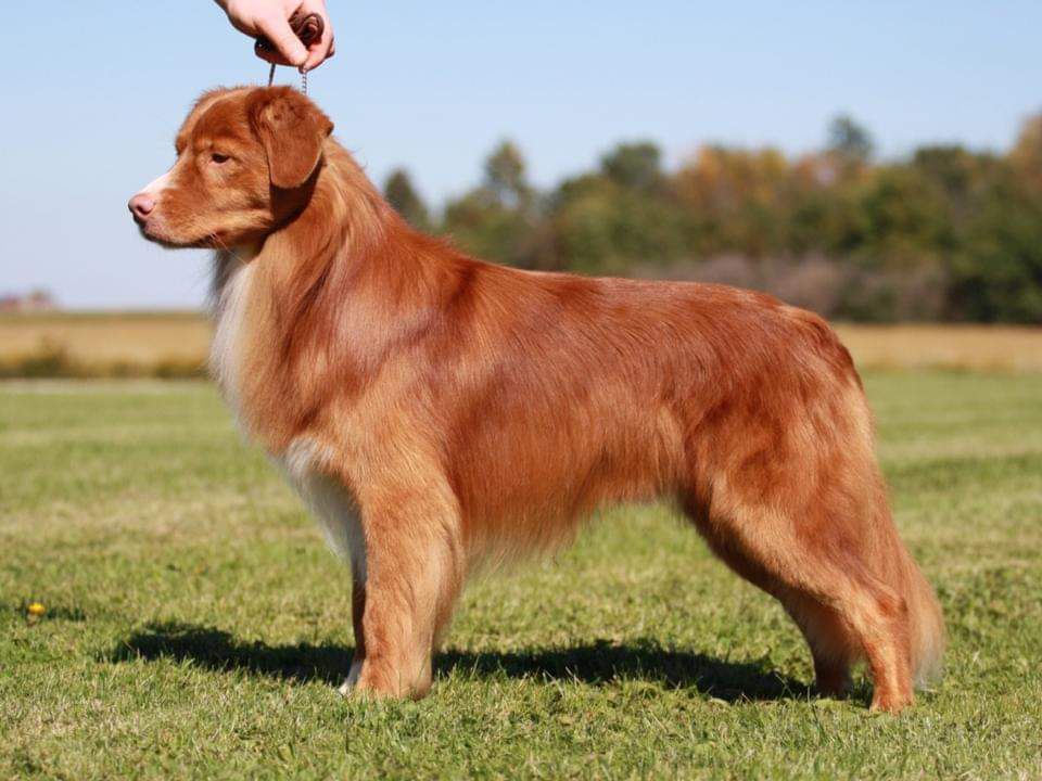 Roaneden's Int'l Harvester | Nova Scotia Duck Tolling Retriever 