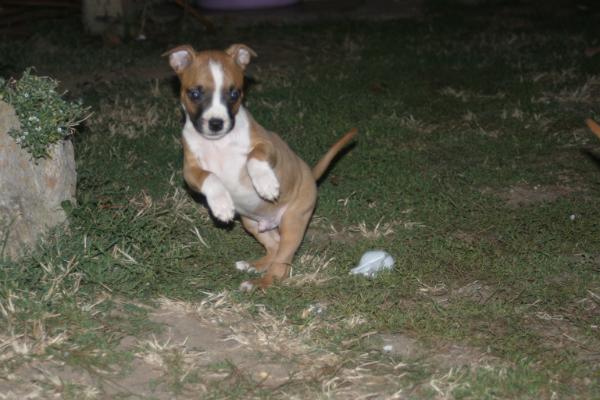 WOODOO Love | American Staffordshire Terrier 